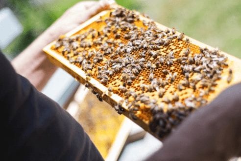 Štúdijná cesta pre včelárov